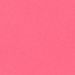 Pink Camelia Pink Camelia