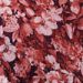 var. Pink var. Pink