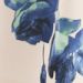 var.Blau var.Blau