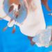 var. Bluette var. Bluette