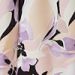 var violet lilac var violet lilac